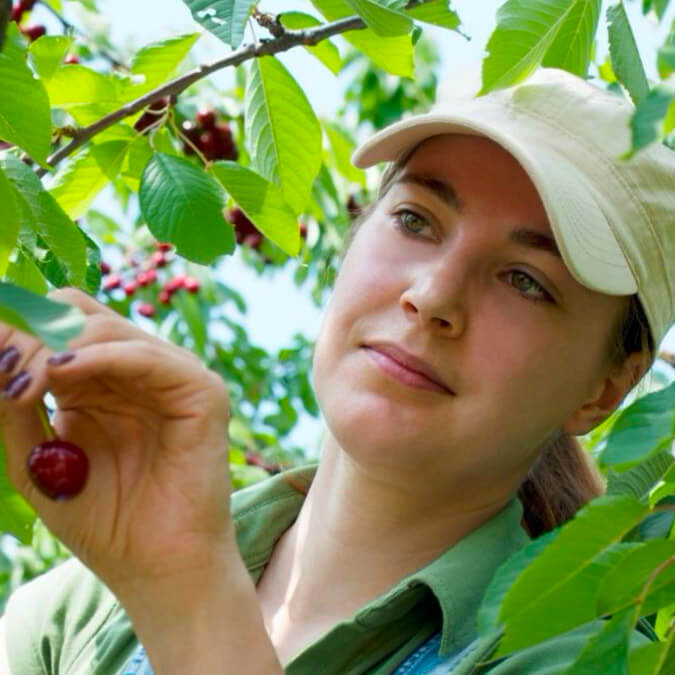 AgPick Hand Picked Crop Technology